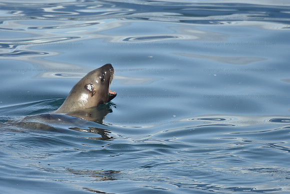 Stellar Sealion, Juneau