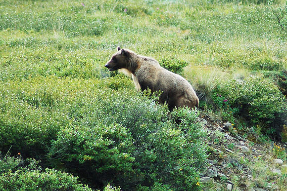 Grizzly Bear, Denali NP