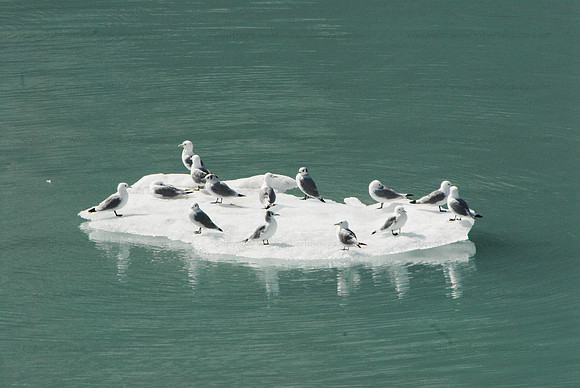 Gulls on ice floe