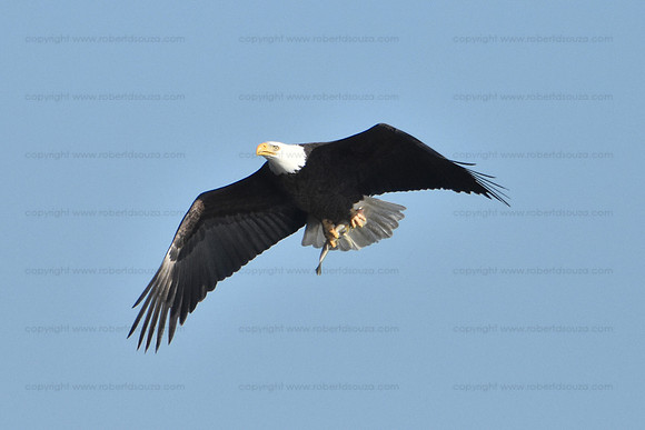 Bald Eagle fishing 1, Conowingo Dam, Maryland