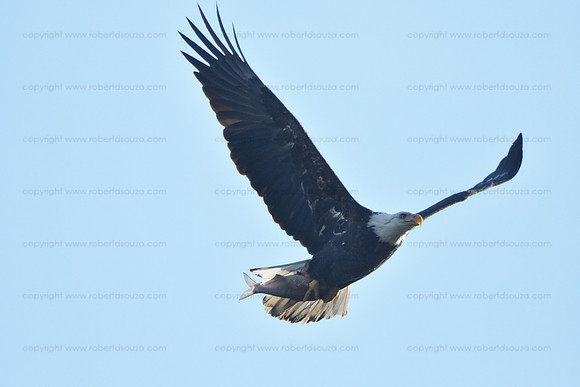 Bald Eagle fishing 2, Conowingo Dam, Maryland