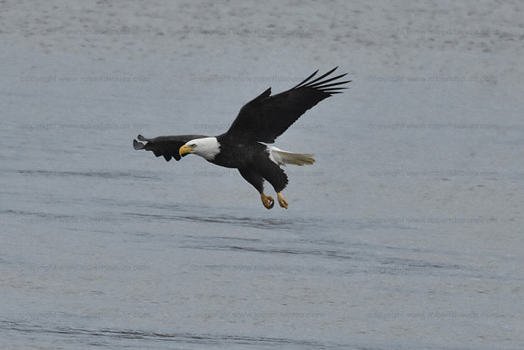 Bald Eagle fishing sequence 1
