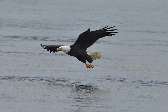 Bald Eagle fishing sequence 2