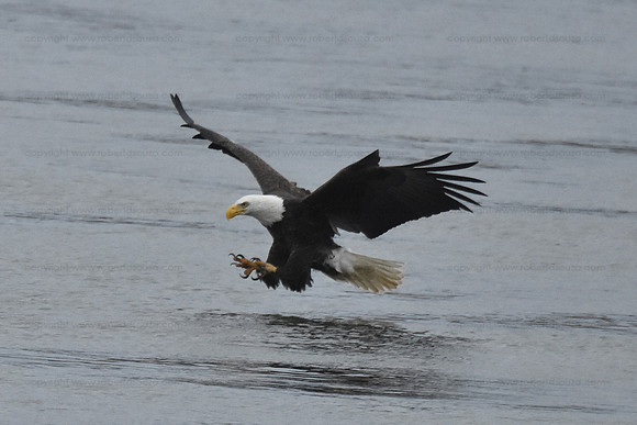 Bald Eagle fishing sequence 3