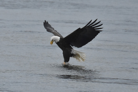 Bald Eagle fishing sequence 4