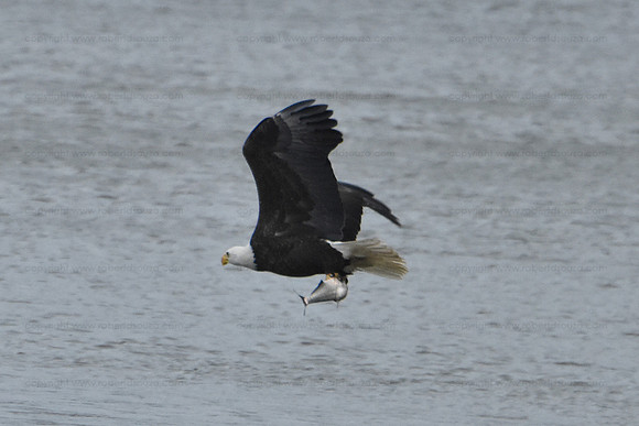 Bald Eagle fishing sequence 5