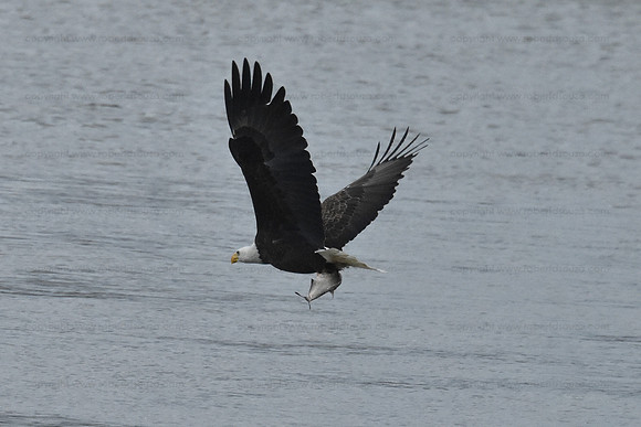 Bald Eagle fishing sequence 6