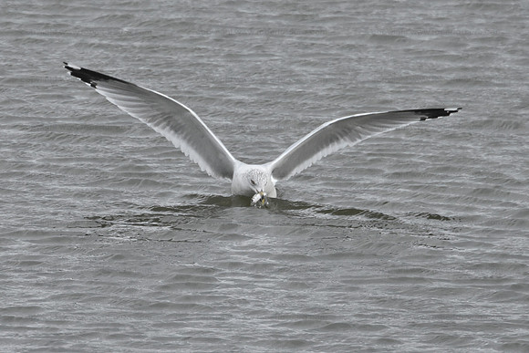 Ring-billed Gull fishing, Conowingo Dam