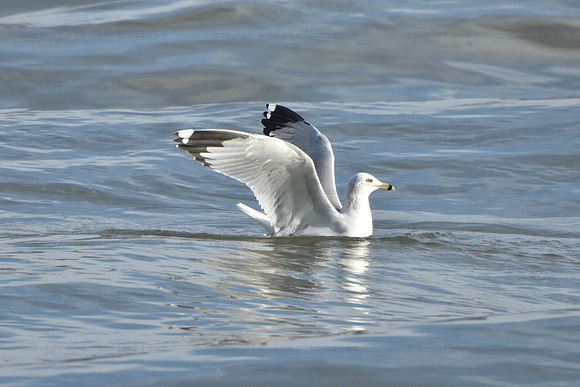 Ring-billed Gull 2, Conowingo Dam