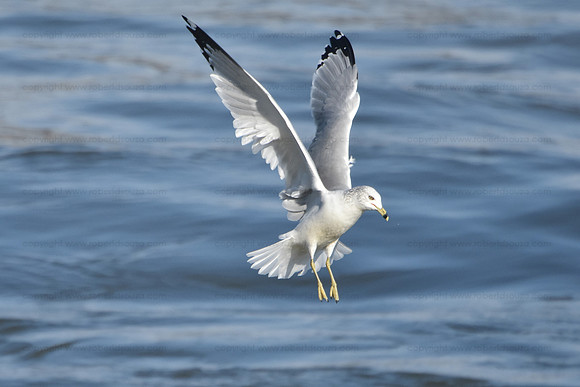 Ring-billed Gull 3, Conowingo Dam