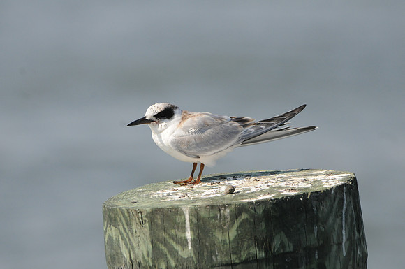 Forster's Tern Juvenile, Cape May