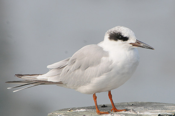 Forster's Tern, Cape May