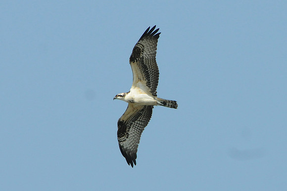 Osprey, Cape May