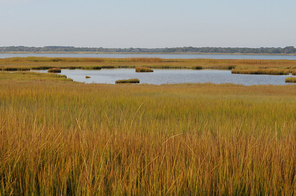 Salt Marsh, Cape May