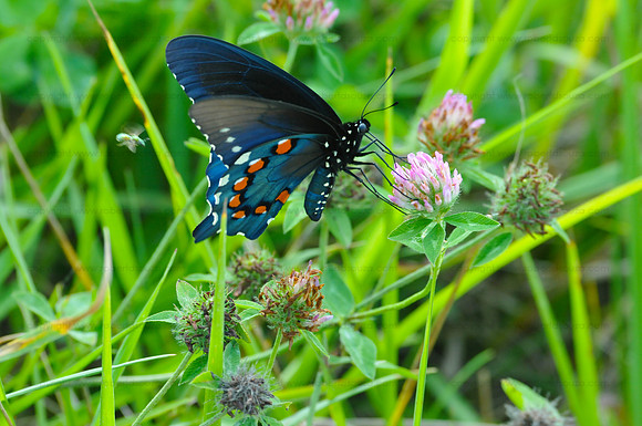 Pipevine swallowtail butterfly 1, Smoky Mountains NP