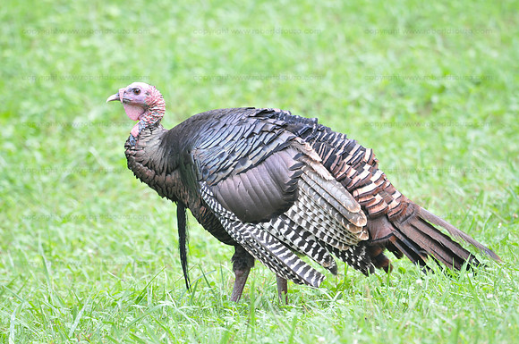 Wild Turkey, Smoky Mountains NP