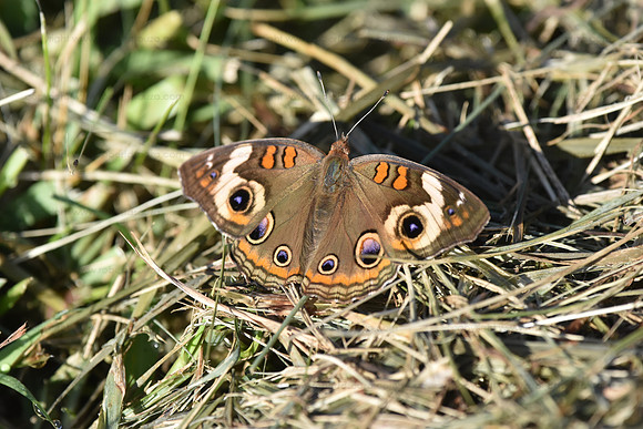 Common Buckeye, Occuquan NWR