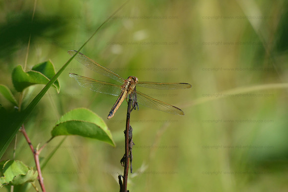 Needham's Skimmer Dragonfly, Occuquan NWR