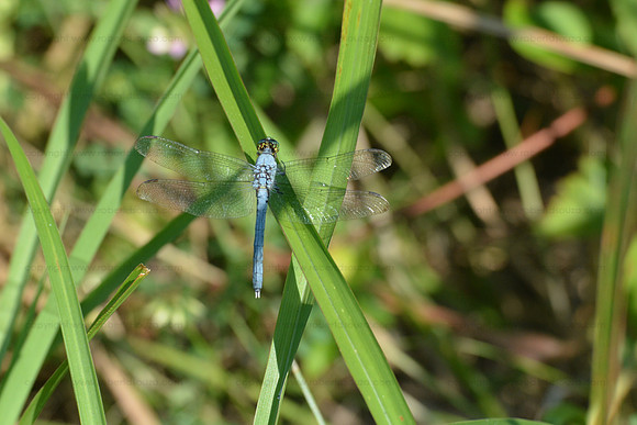Eastern Pondhawk Dragonfly, Occuquan NWR