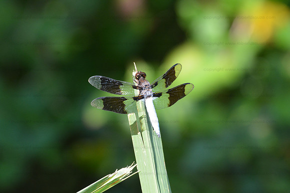 Common Whitetail Dragonfly, Occuquan NWR