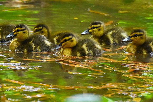 Mallard duck chicks - Fairfax