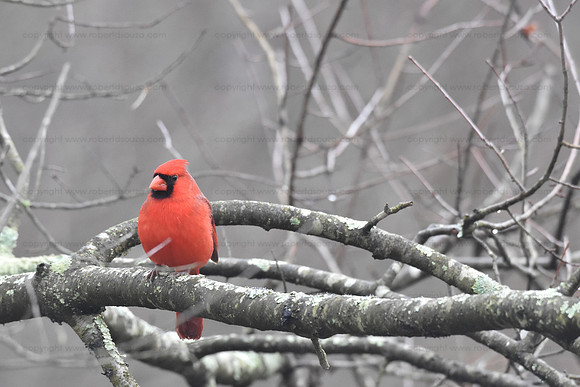 Northern Cardinal, Occuquan NWR
