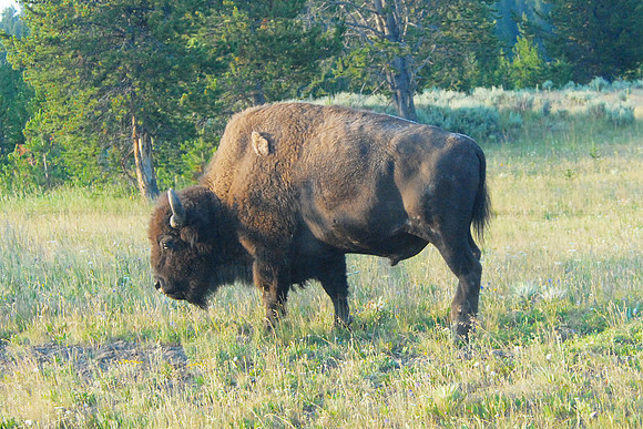 Bison, Yellowstone NP