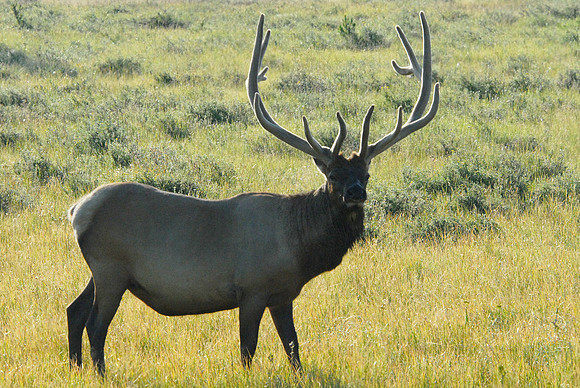 Elk silhouette, Yellowstone NP, Wyoming