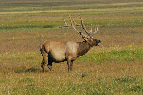 Elk 1, Yellowstone NP