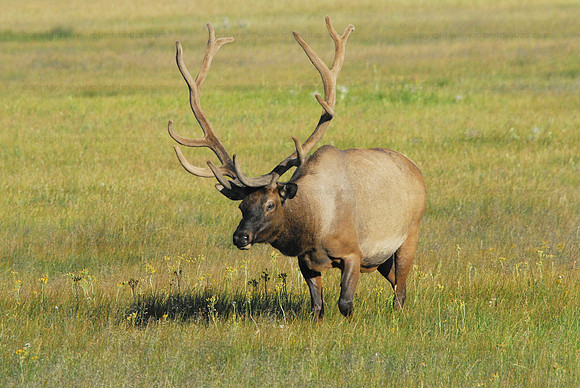 Elk 2, Yellowstone NP