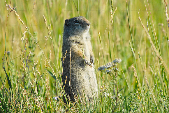 Ground squirrel 1 - Yellowstone NP