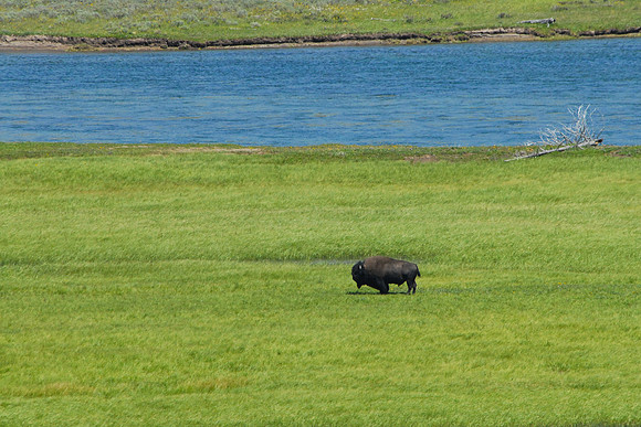 Hayden valley, Yellowstone NP