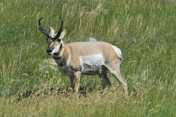 Pronghorn Antelope, Yellowstone NP