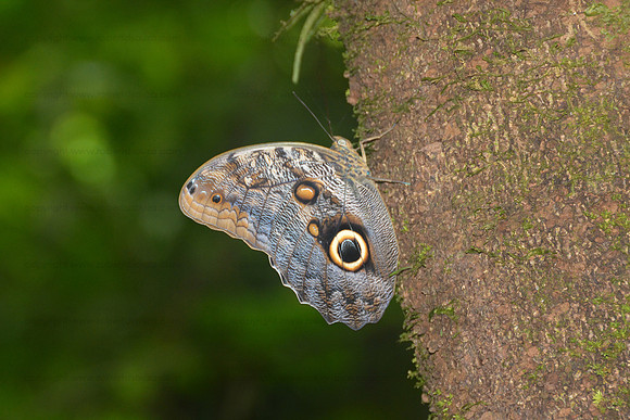 Blue Morpho underview, Corcovado NP