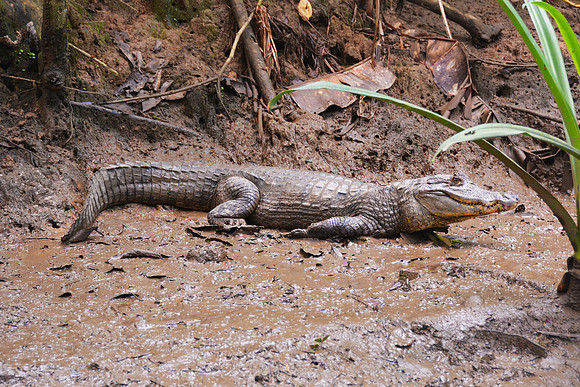 Caiman - Corcovado NP