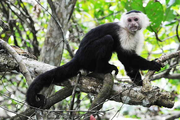 Capuchin monkey - Puerto Limon