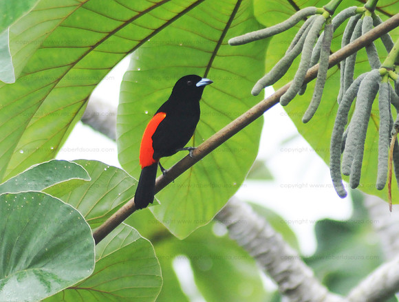 Cherrie's Tanager, Drake Bay