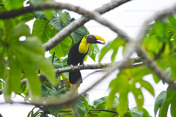 Chestnut-mandibiled Toucan, Drake Bay