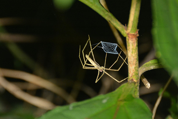 Fishing-net spider, Drake Bay