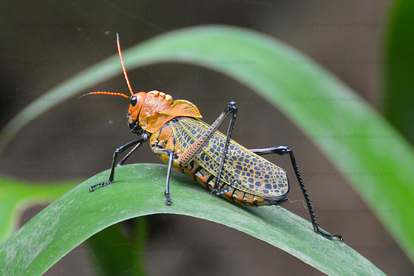 Giant Grasshopper, Corcovado NP