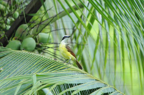 Great Kiskadee, Drake Bay