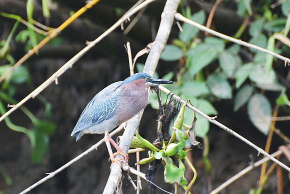 Green Heron, Corcovado NP