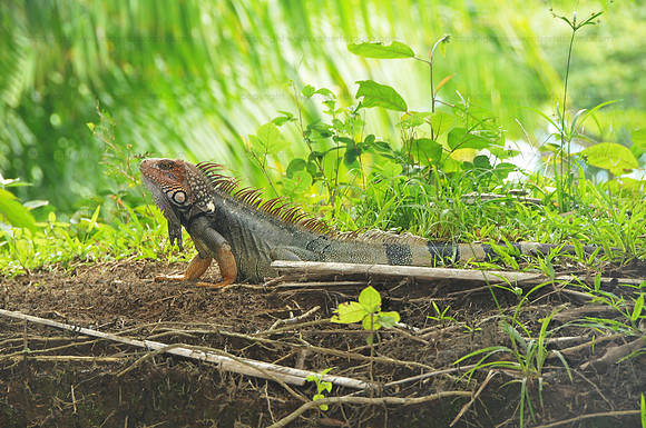 Green Iguana, Corcovado NP