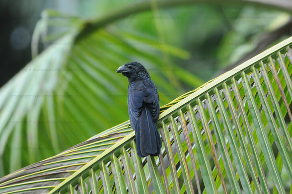 Groove-billed Ani, Drake Bay