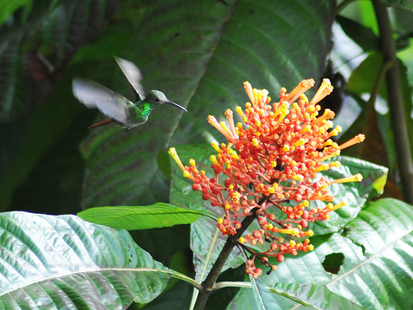 Hummingbird, Drake Bay