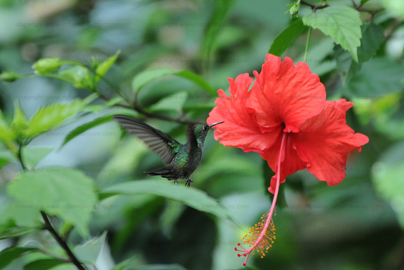 Hummingbird, Puerto Limon