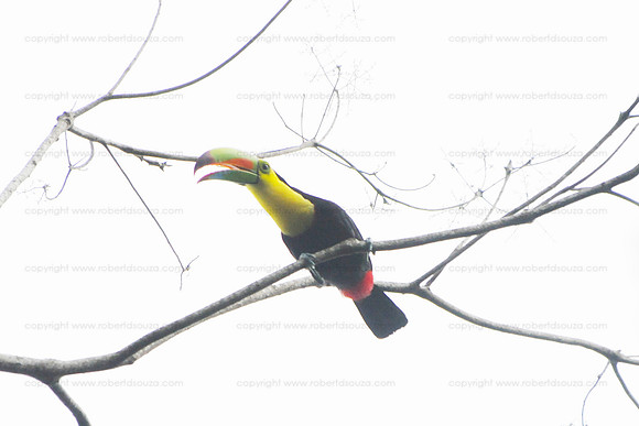 Keel-billed Toucan, Puerto Limon