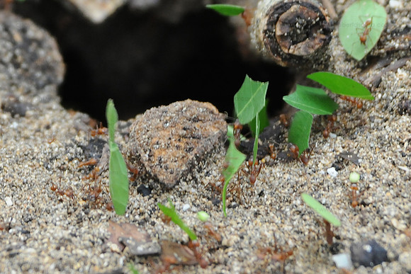 Leaf Cutter Ants, Braulio Carrillo