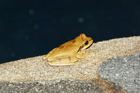 Masked Tree Frog - Corcovado NP