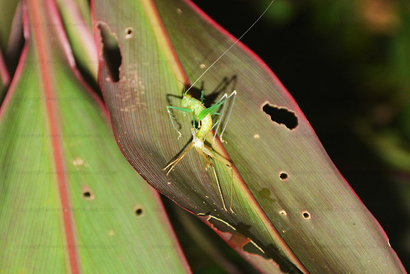 Molting Katydid, Corcovado NP